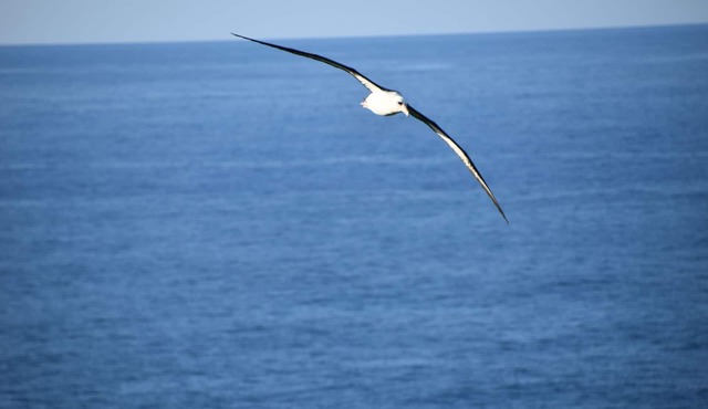 Mesmerizing ocean view -Hawaiiana Style walkout unit - whale and bird watching in Princeville