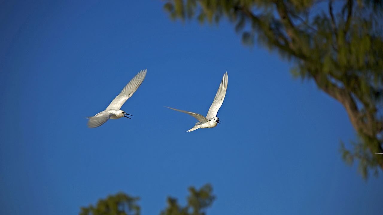 Photo of Others in Praslin Island