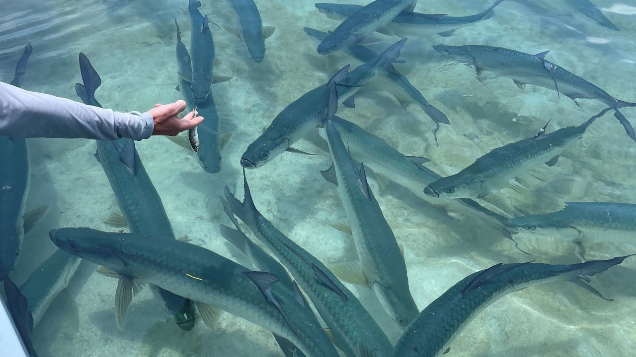 Photo of Others in Caye Caulker
