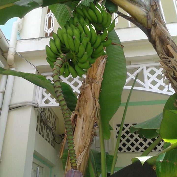 Photo of Others in Grand Anse