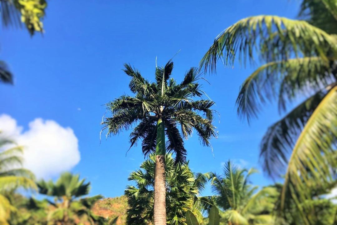Photo of Others in Grand'Anse Praslin