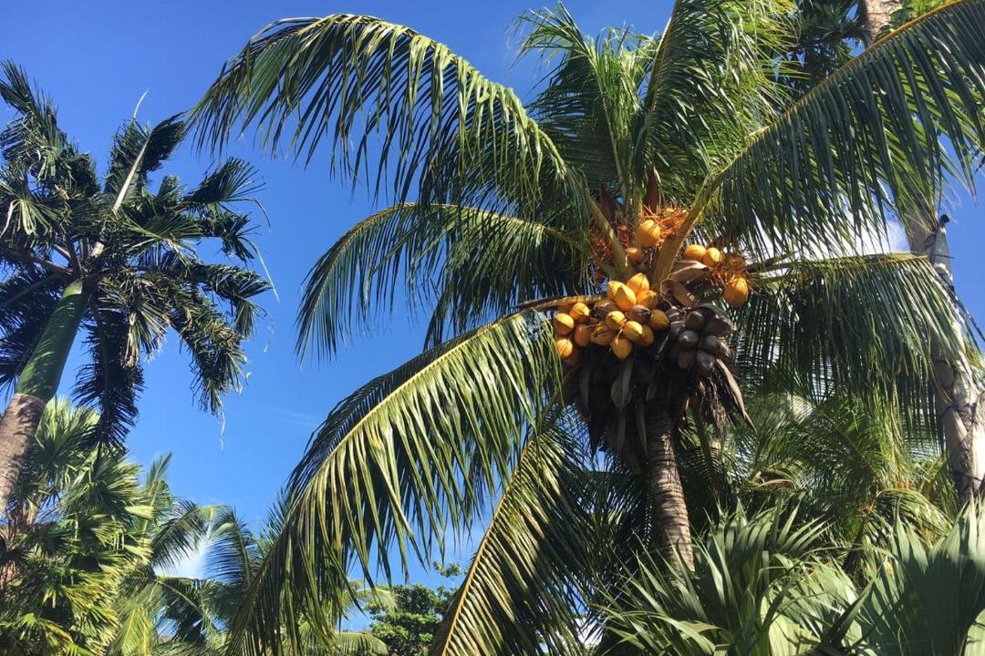 Photo of Others in Grand'Anse Praslin