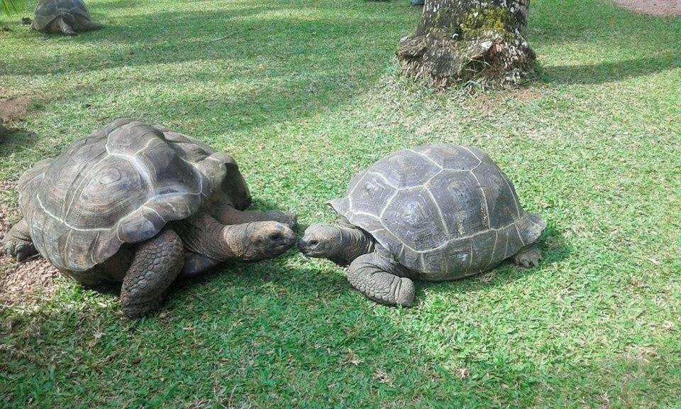 Photo of Others in Grand'Anse Praslin