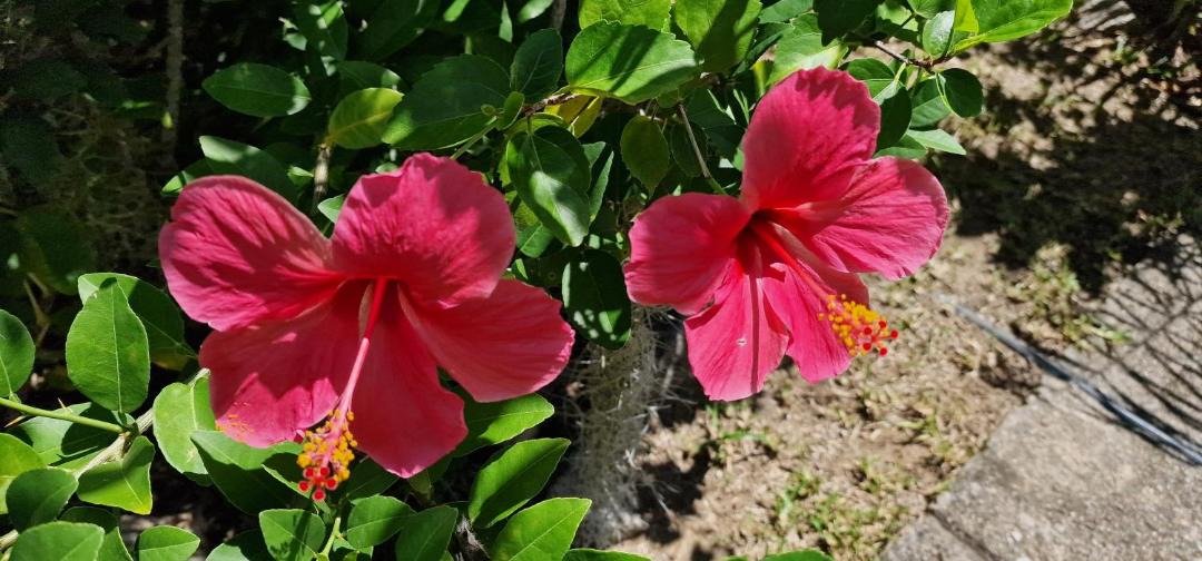 Photo of Others in Mahe Island
